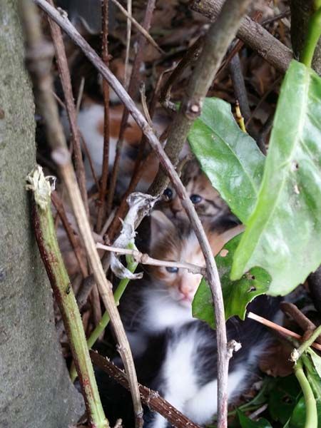 les chatons le 27 mai